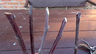 Обрезка деревьев     Как правильно делать срезы на однолетнем приросте