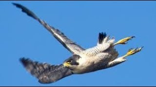 Сокол Сапсан атаки. Falcon Peregrine Falcon Attack