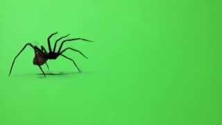 Паук футаж green screen скачать