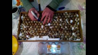 Инкубация перепелиных яиц в инкубаторе Блиц. Режим