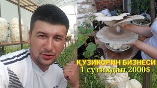 КУЗИКОРИН БИЗНЕСИ. 1 СУТИХДАН 2000$ даромад
