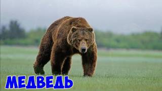 Животные Тайги Видео для детей со звуками.