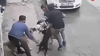 Kangala Ugraşan Pitbulun Hazin Sonu KANGAL VS PİTBULL