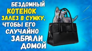 Спасение котенка из леса за 24 часа. Полная версия / SANI vlog