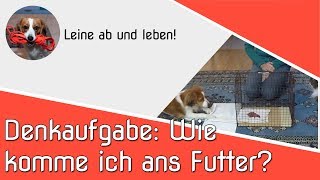 Denkaufgabe für Deinen Hund  - Wie komme ich an das Futter? | Gehirn Jogging |