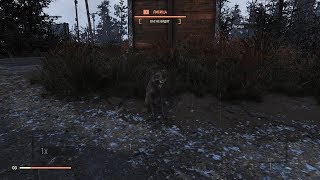 Fallout 76 : Где найти лису ?