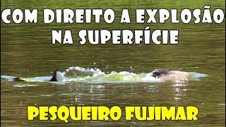 PESQUEIRO FUJIMAR COM EXPLOSÃO NA SUPERFÍCIE... PESCARIA!!!