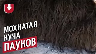Мохнатое животное оказалось кучей пауков