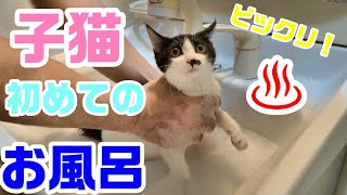 子猫を初めて洗ってみた Cat First time washing a kitten in the bath