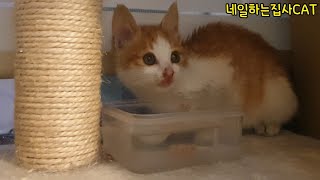 어미 잃은 새끼길고양이 태리 병원에서 데려왔어요_kitten,straycat