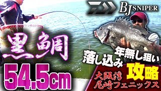 【落し込み】クロダイ54.5cm 圧巻！年無し連発！尼崎フェニックス BJスナイパー