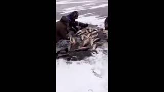 Подледная рыбалка в Якутии
