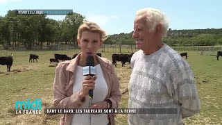 Dans le Gard, les taureaux sont à la ferme