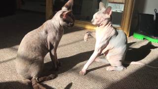 SPHYNX CAT PLAYFIGHT