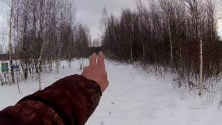 Волк утащил нашу индейку! // Из города в деревню