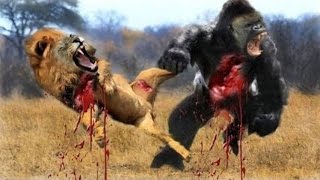 Most Amazing Wild Animal Attacks #13 - Gorilla Fighting, Lion vs Buffalo - CRAZIEST Animal Fights