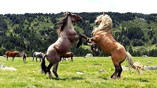 Two massive Pyrenean stallions
