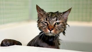 Приколы с котами ) Смешные  котики, коты и кошки ЛУЧШЕЕ
