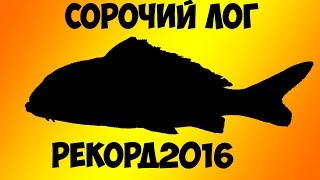 Рыбалка.Сорочий лог рекорд 2016(12.08.16)