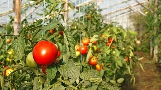 Дачная энциклопедия: Т - томаты