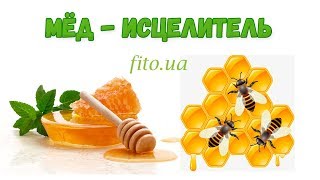 Зачем есть пыльцу, мед и другие пчелопродукты?