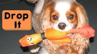 Teach a Dog to Drop It, Give It or Return an Item Positively | Teach Drop with Positive Methods