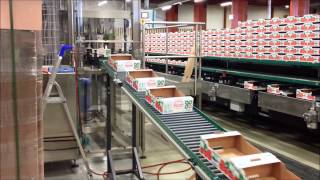 GREEFA - Närpes Grönsaker - SmartSort 8 lane grading machine for tomatoes in Finland