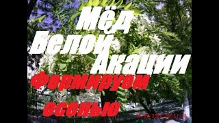 Мед белой акации.Основа закладывается осенью.Результаты начинающего пчеловода 2019.