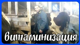 витамины для коров//как ставить укол корове