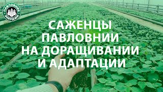 Саженцы Павловнии в теплицах. Павловния на сезон 2020 г.