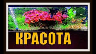 Аквариумные растения. Аквариум с растениями дома.