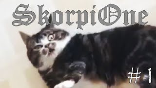 ПРИКОЛЫ С КОТАМИ СМЕШНАЯ ОЗВУЧКА ГОЛОСОМ ГУГЛ #1