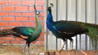 Птицевод Борис Кравчик о гибридах яванского и индийских павлинов