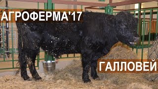 ИП Силантьев. Галловейский скот. Выставка АгроФерма-2017