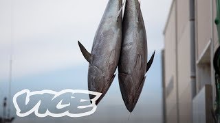 Vice Specials: Oro Rojo, el atún de Barbate a Japón