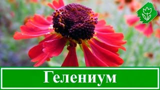 Цветы гелениум – посадка и уход; выращивание гелениума из семян; гелениум осенний