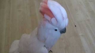 Parrot shows his appreciation for funk