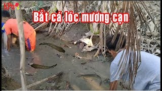Bắt cá lóc ở mương cạn nước | catch fish by hand | KPTV