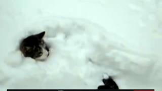 Кот в снегу