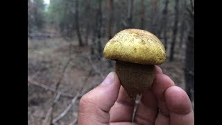Грибные Приключения Сбор Грибов в Лесу после Заморозков Грибы в Ноябре Зеленушки