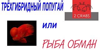 Трёхгибридный попугай или рыба обман