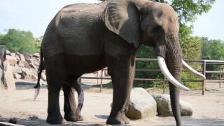 Afrikanischer Elefantenbulle hat einen langen... Berliner Tierpark 11.9.2016