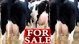 सारे हिदुस्तान में सप्लाई होती है यहाँ से एच एफ गाय I Jagraon Mandi Punjab India