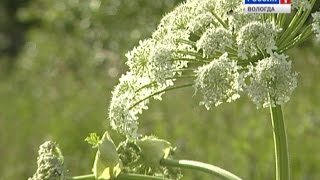 В Шекснинском районе борщевик «набросился» на человека