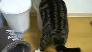 Смешные кошки, что вытворяют!