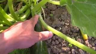 Courgette - Quand et comment les récolter