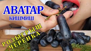 ВИНОГРАД АВАТАР КИШМИШ /GRAPES AVATAR KISHMISH, SAPPHIRE