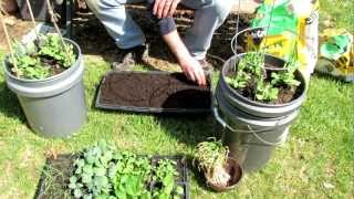 TRG 2012: How to Plant Beets and Spinach in Cell Flats for Transplants
