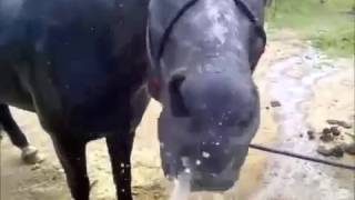 Зверь !!! Кому нет 18 лет не смотреть !!!