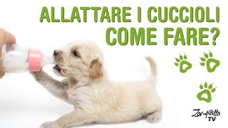Latte per cuccioli di cane e gatto - Come allattare artificialmente un cucciolo